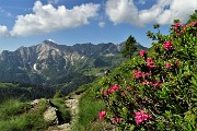 Anello Laghi di Porcile,Passo di Tartano, Cima-Passo di Lemma da Baita del Camoscio (28 giu.2020)- FOTOGALLERY